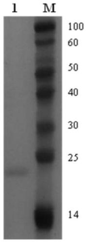 Composition and depolymerization method for lignocellulose depolymerization