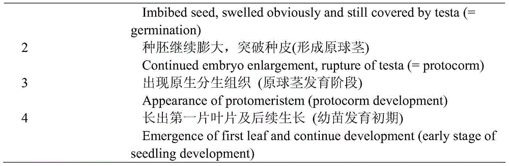 Strain for promoting germination and seedling formation of Dendrobium devonianum seed and application thereof