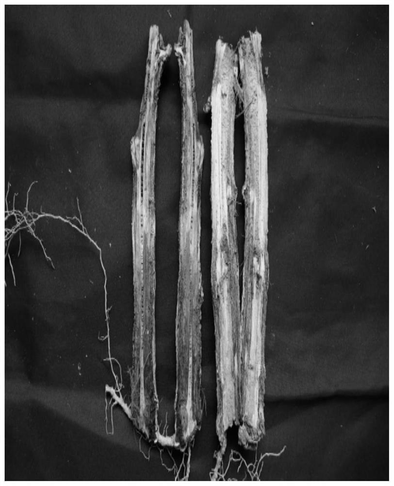 Two-stage seedling raising method for improving survival rate of Erythropalum scandens cutting seedlings