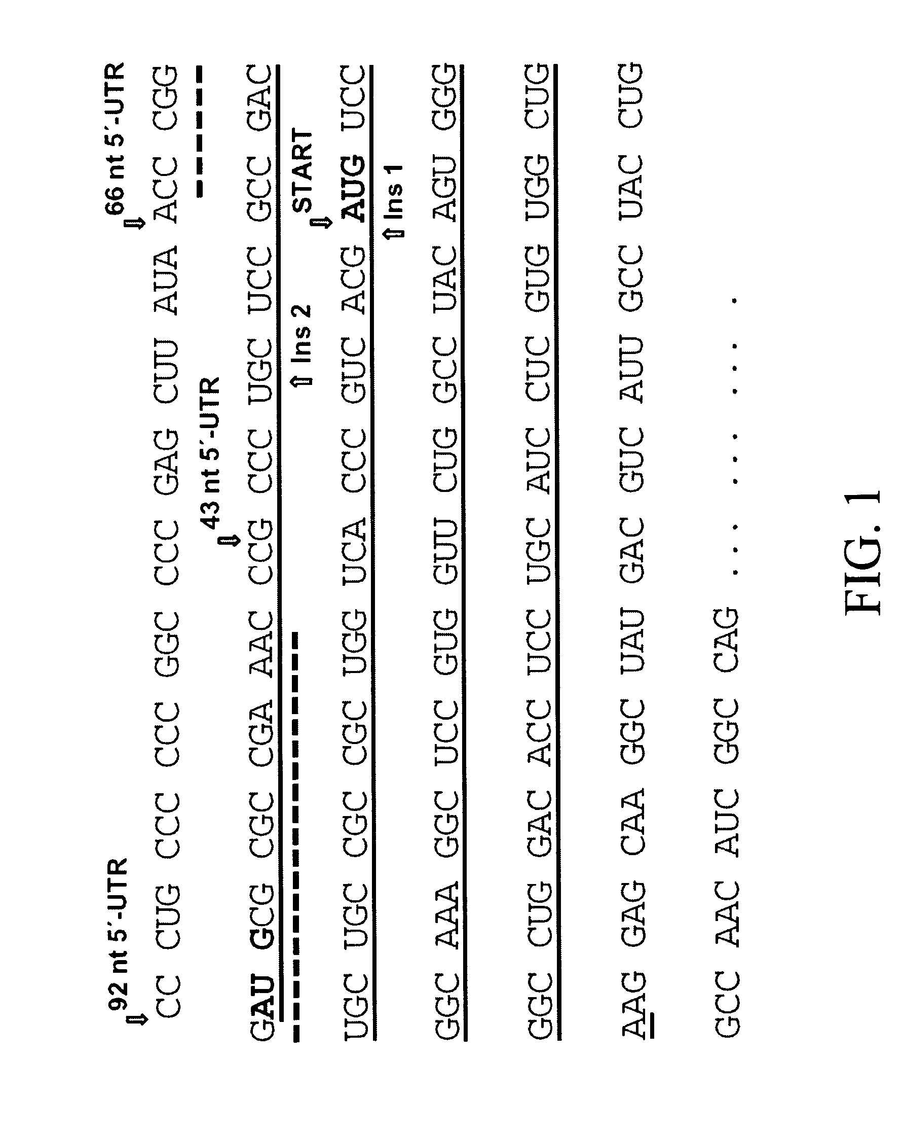 Polynucleotides targeted against the extended 5′-UTR region of argininosuccinate synthase and uses thereof