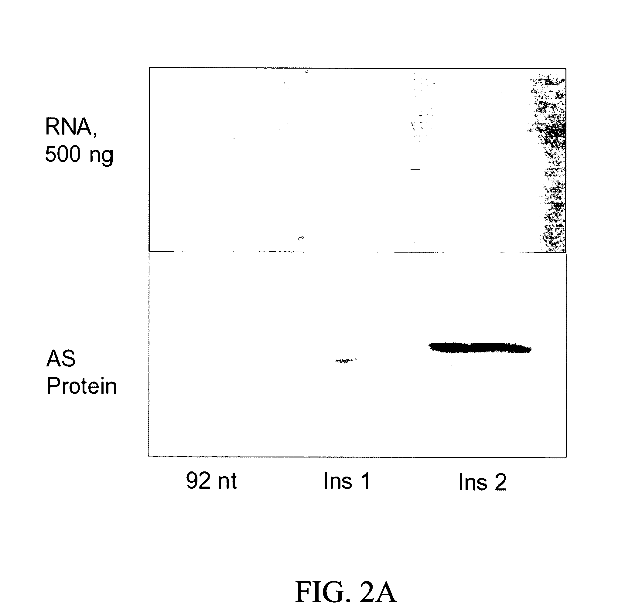 Polynucleotides targeted against the extended 5′-UTR region of argininosuccinate synthase and uses thereof