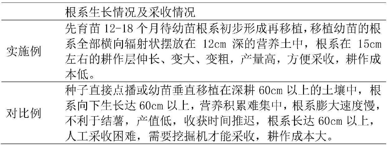 Method for root system transverse growth of beautiful millettia root