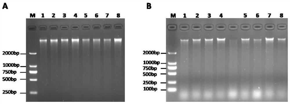 Kit and method for extracting total DNA from midrib of citrus leaves based on magnetic bead method