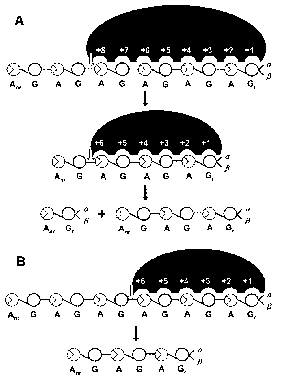 Preparation method for k-carrageenan oligosaccharide with low polymerization degree