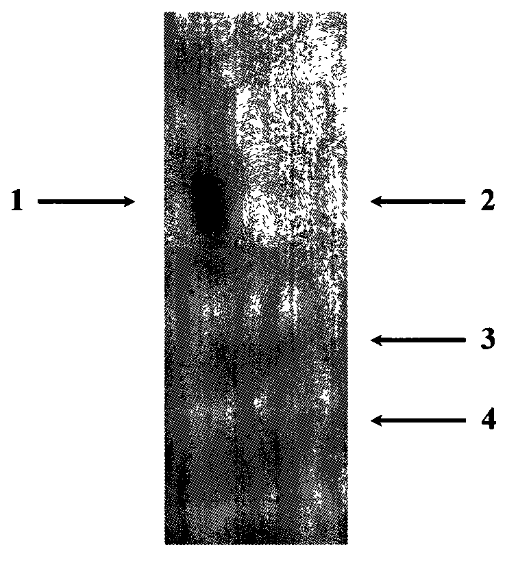 Preparation method for k-carrageenan oligosaccharide with low polymerization degree