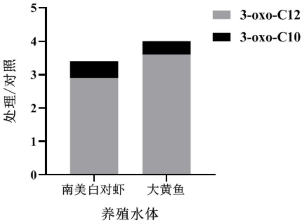 Mariculture tail water microbial purification preparation as well as preparation method and application thereof