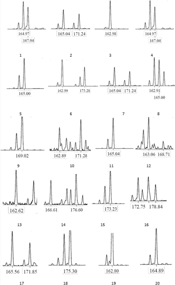 Tortoise microsatellite DNA marker based on high-throughput sequencing screening