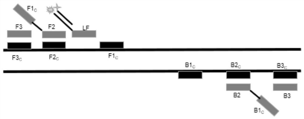 LAMP (loop-mediated isothermal amplification) double-chain detection probe, kit and detection method for staphylococcus aureus