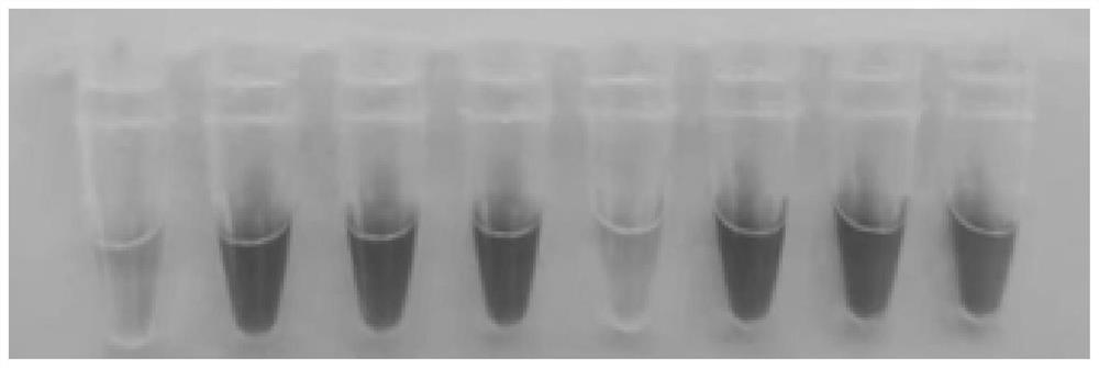 LAMP (loop-mediated isothermal amplification) double-chain detection probe, kit and detection method for staphylococcus aureus