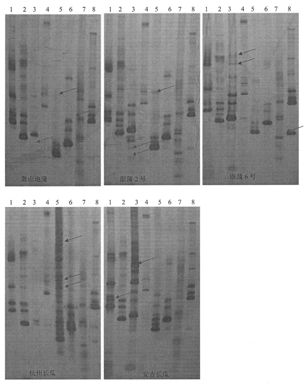 Method for quickly detecting purity of seeds of bottle gourd varieties and kit used by same