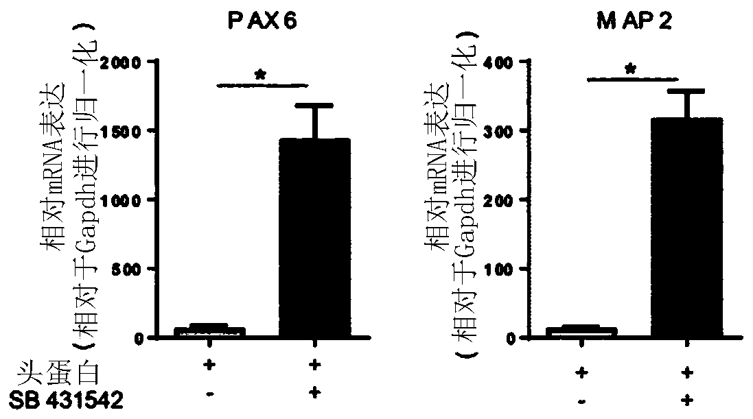 Methods of producing bioengineered neuronal organoids (BENOS) and uses thereof