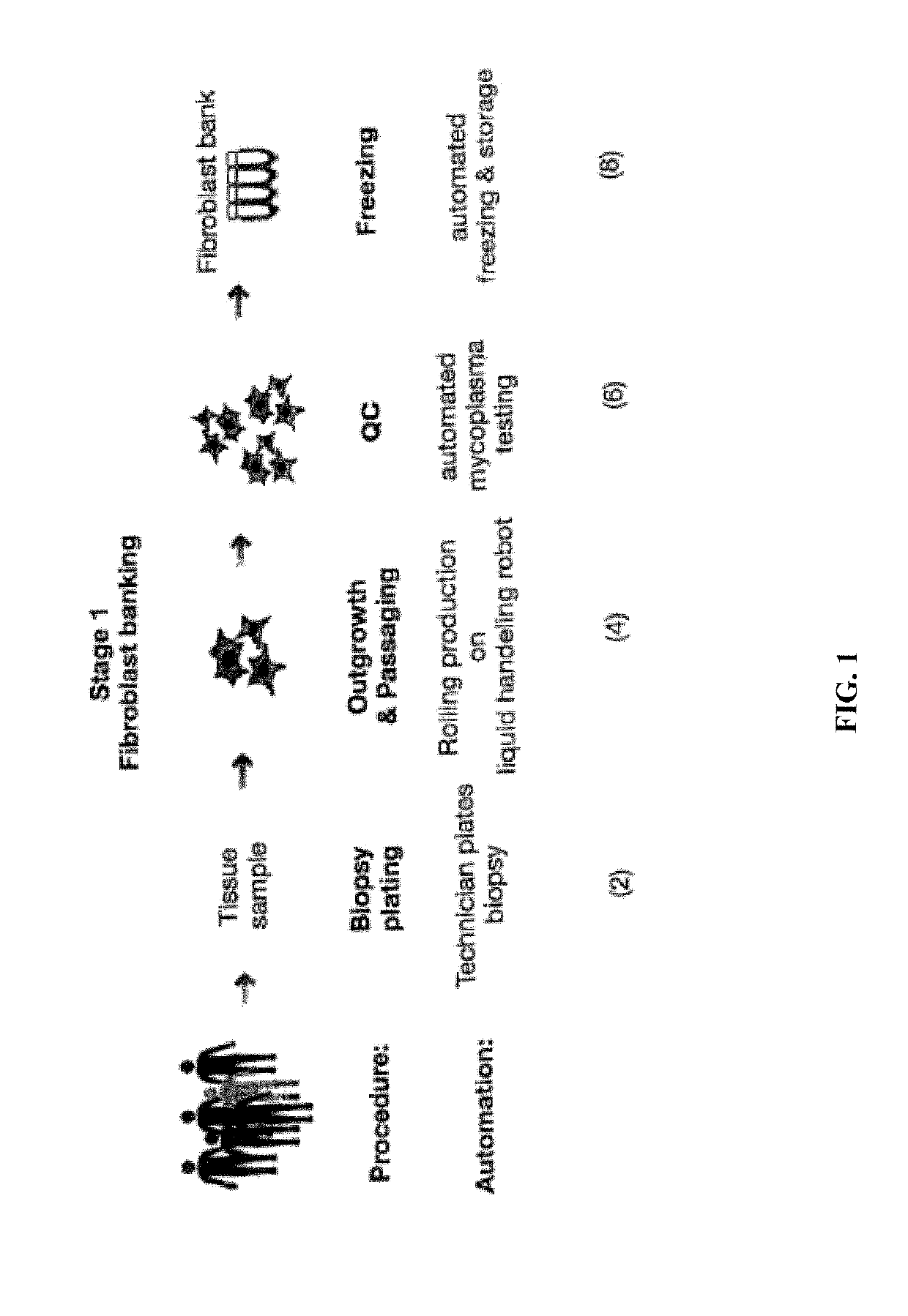 Automated system for producing induced pluripotent stem cells or differentiated cells