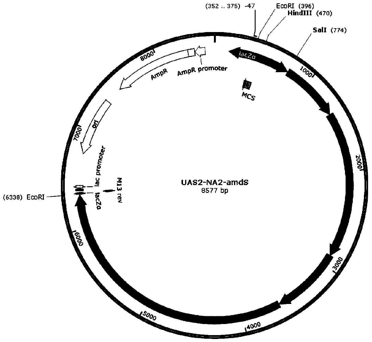 Application of a yeast upstream activation element in filamentous fungi