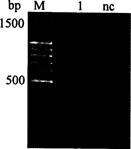 Grouper insulin-like growth factor II gene, carrier and recombinant strain containing the gene and application thereof