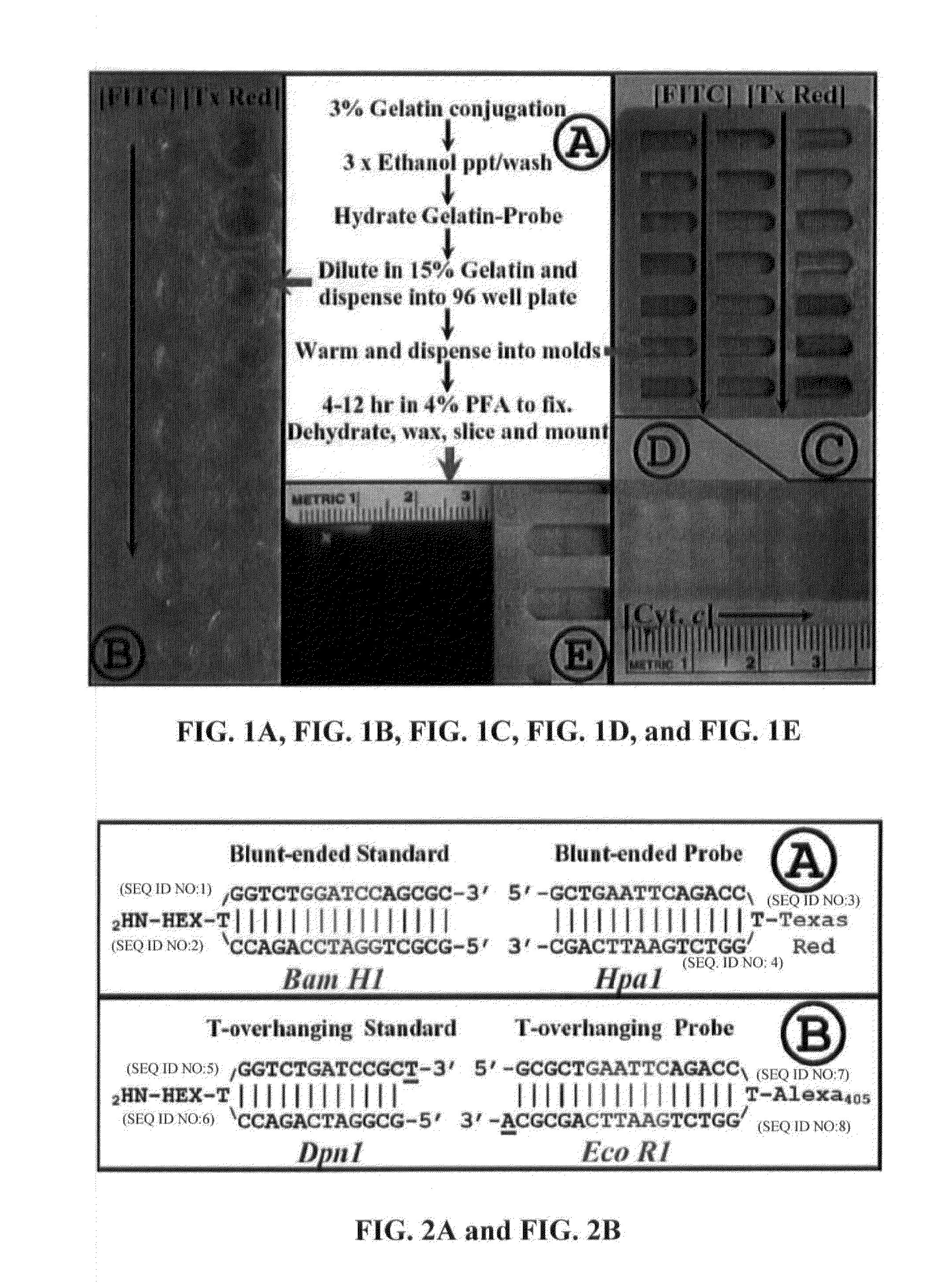 Compositions and Methods for Quantitative Histology, Calibration of Images in Fluorescence Microscopy, and ddTUNEL Analyses