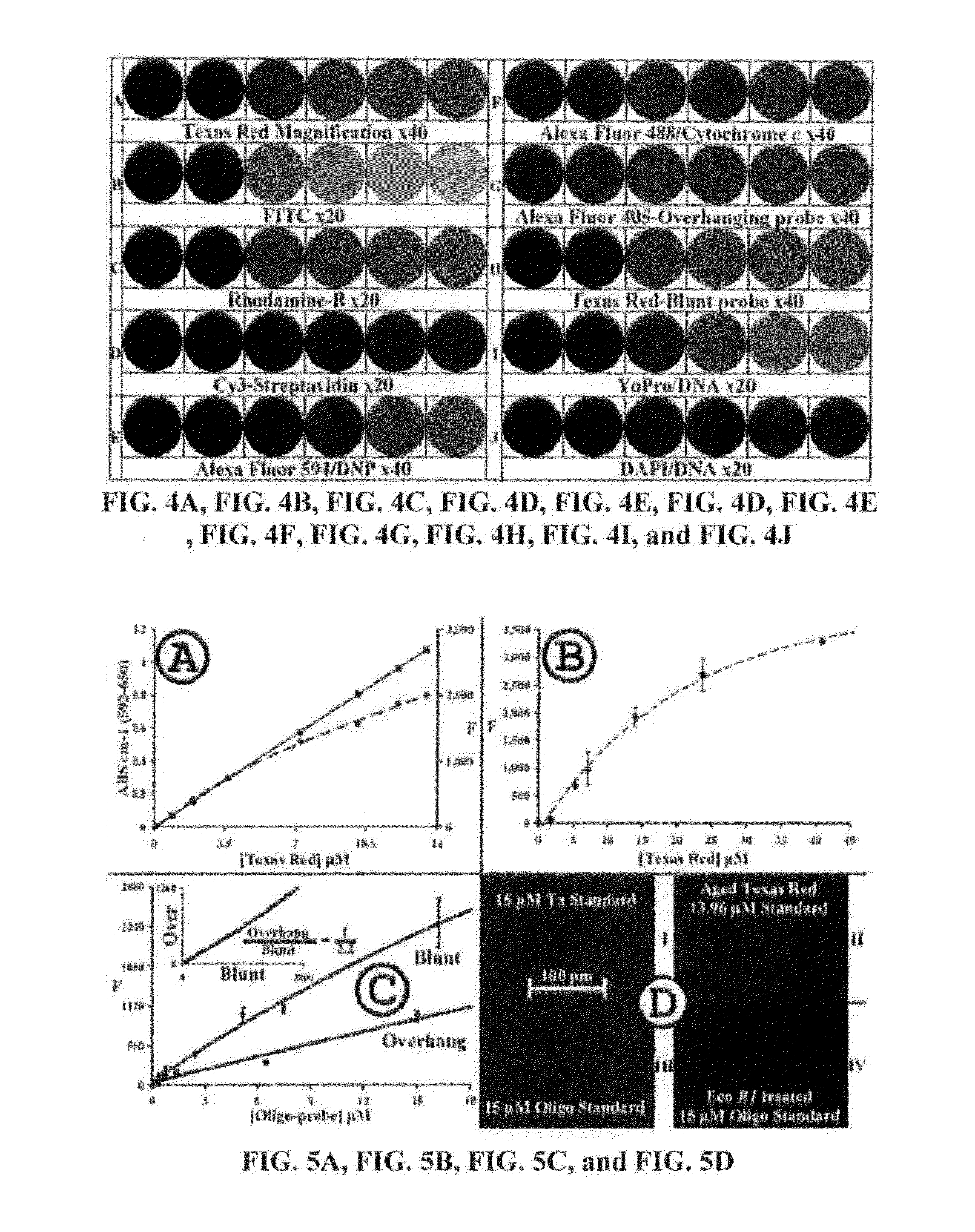 Compositions and Methods for Quantitative Histology, Calibration of Images in Fluorescence Microscopy, and ddTUNEL Analyses