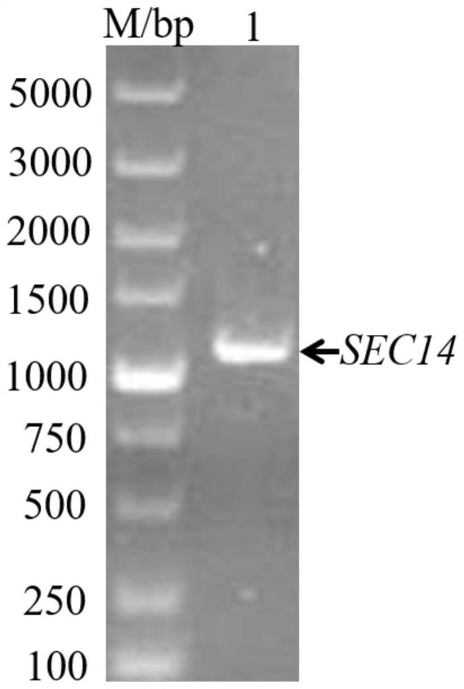 Saccharomyces cerevisiae engineering strain with high yield of ergosterol as well as construction method and application of saccharomyces cerevisiae engineering strain
