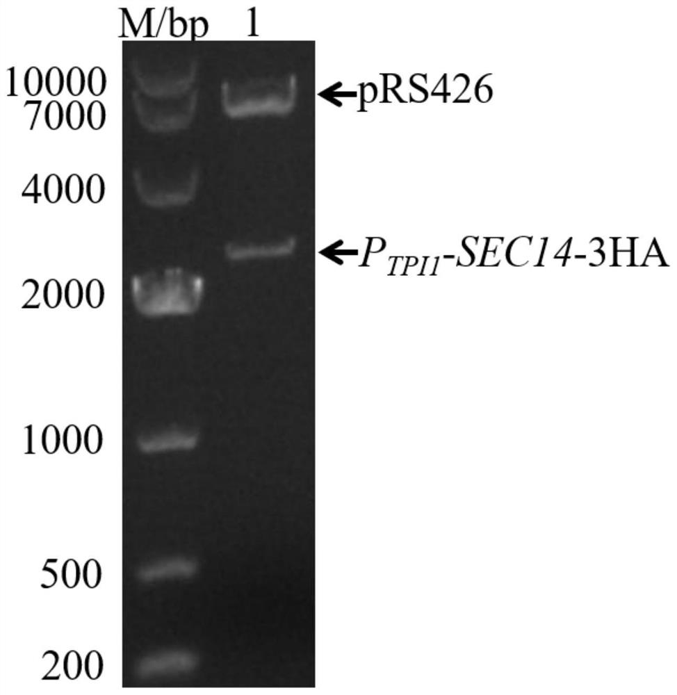 Saccharomyces cerevisiae engineering strain with high yield of ergosterol as well as construction method and application of saccharomyces cerevisiae engineering strain