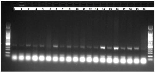 Primer composition, kit and method for detecting TERT gene promoter mutation and application of primer composition