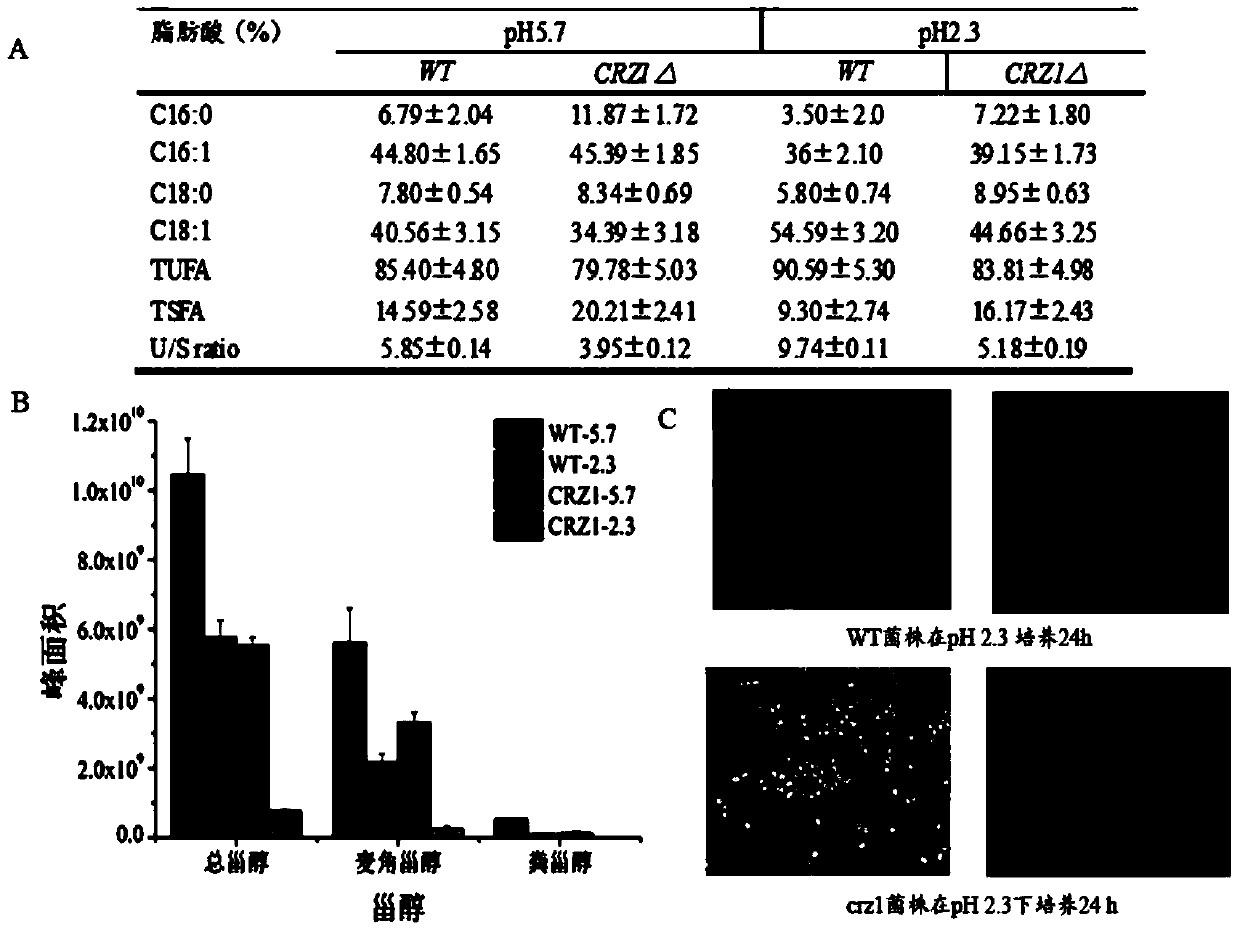 A method for regulating acid stress resistance of T. glabrata using the transcription factor crz1p