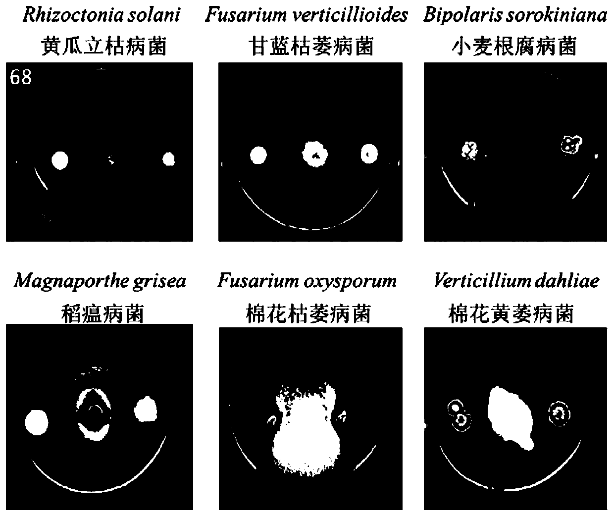 A strain of Streptomyces albus and its application in pesticides