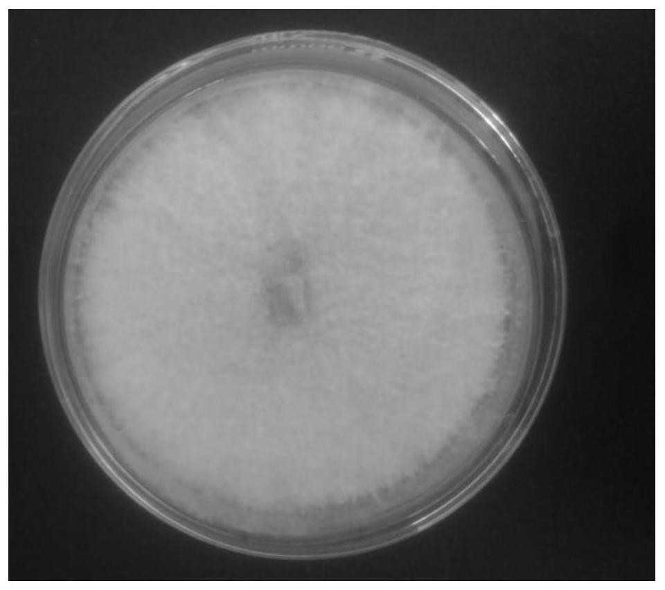 Arthrinium fungus strain and application thereof