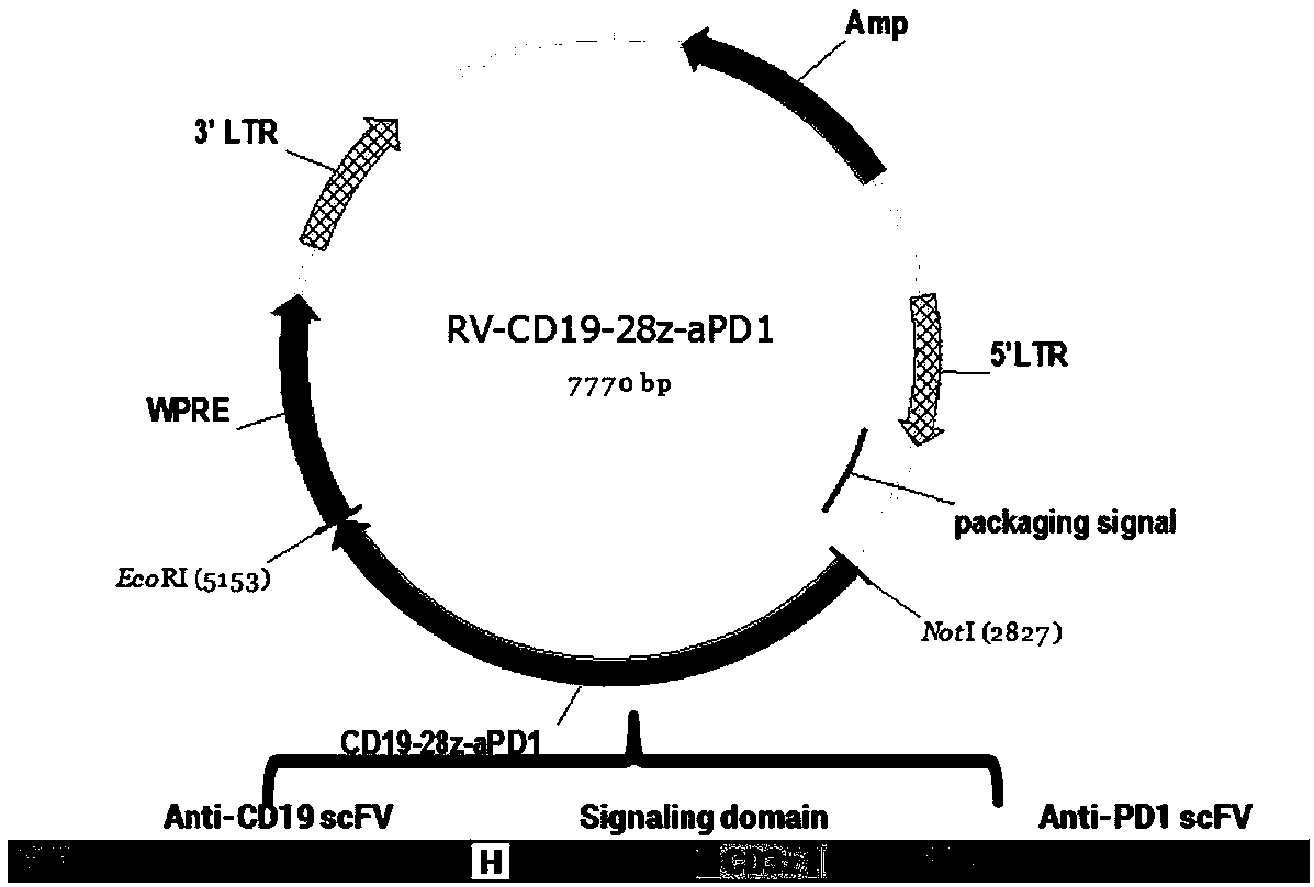 Chimeric antigen receptor targeting CD19, method for co-expression of variable region of anti-PD1 antibody and application of chimeric antigen receptor