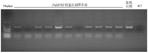 Panax notoginseng myb transcription factor gene pnmyb2 and its application