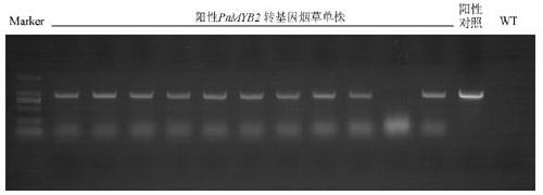 Panax notoginseng myb transcription factor gene pnmyb2 and its application