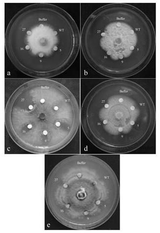 Panax notoginseng myb transcription factor gene pnmyb2 and its application