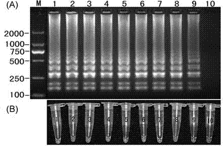 Cucumber phytophthora LAMP (Loop-mediated Isothermal Amplification) primer and rapid detection method thereof