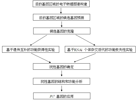 Rice blast resistance gene Pi7 and application thereof
