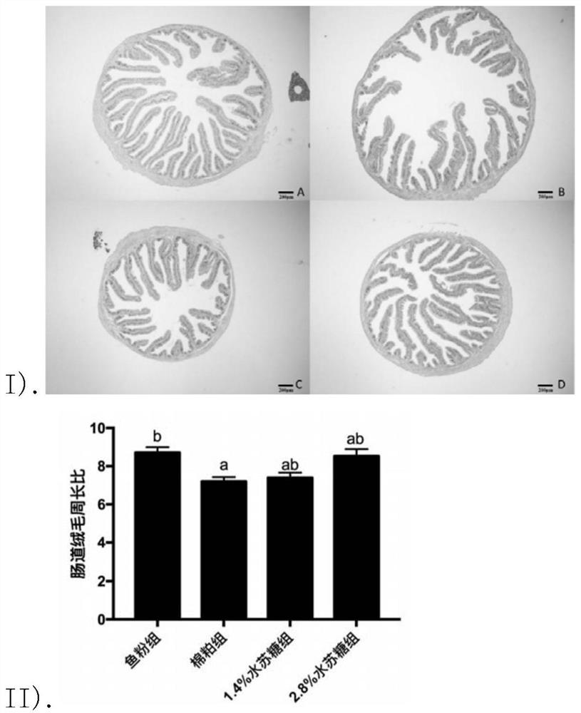 Synbiotics and feed for improving intestinal health and body immunity of turbots