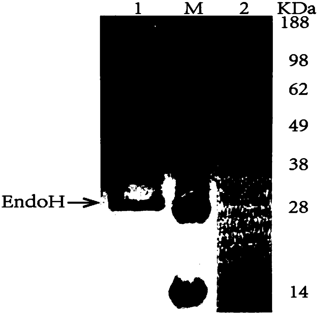 Method for enhancing acid resistance of L-asparaginase