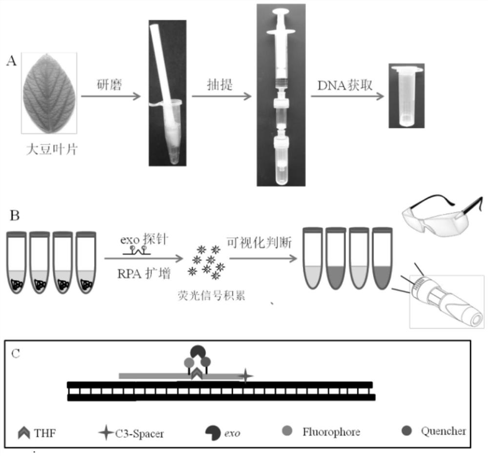 RPA primer and probe combination for detecting transgenic soybean SHZD32-1 and on-site rapid detection method