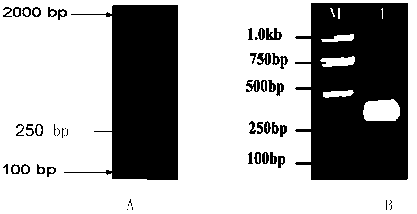 dsRNA (double-stranded ribonucleic acid) for inhibiting expression of wheat aphid cytochrome c oxidase viic subunit gene and application thereof