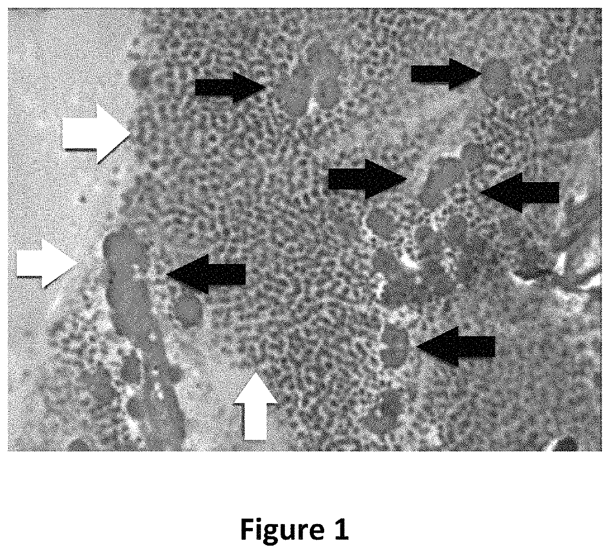 Method for the cryopreservation of high-viscosity biological samples