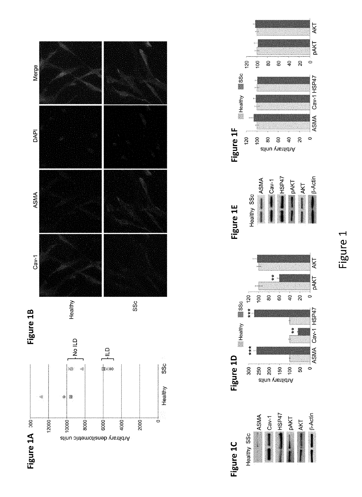 Enhancement of the Beneficial Effects of Mesenchymal Stem Cell Treatment by the Caveolin-1 Scaffolding Domain Peptide and Subdomains