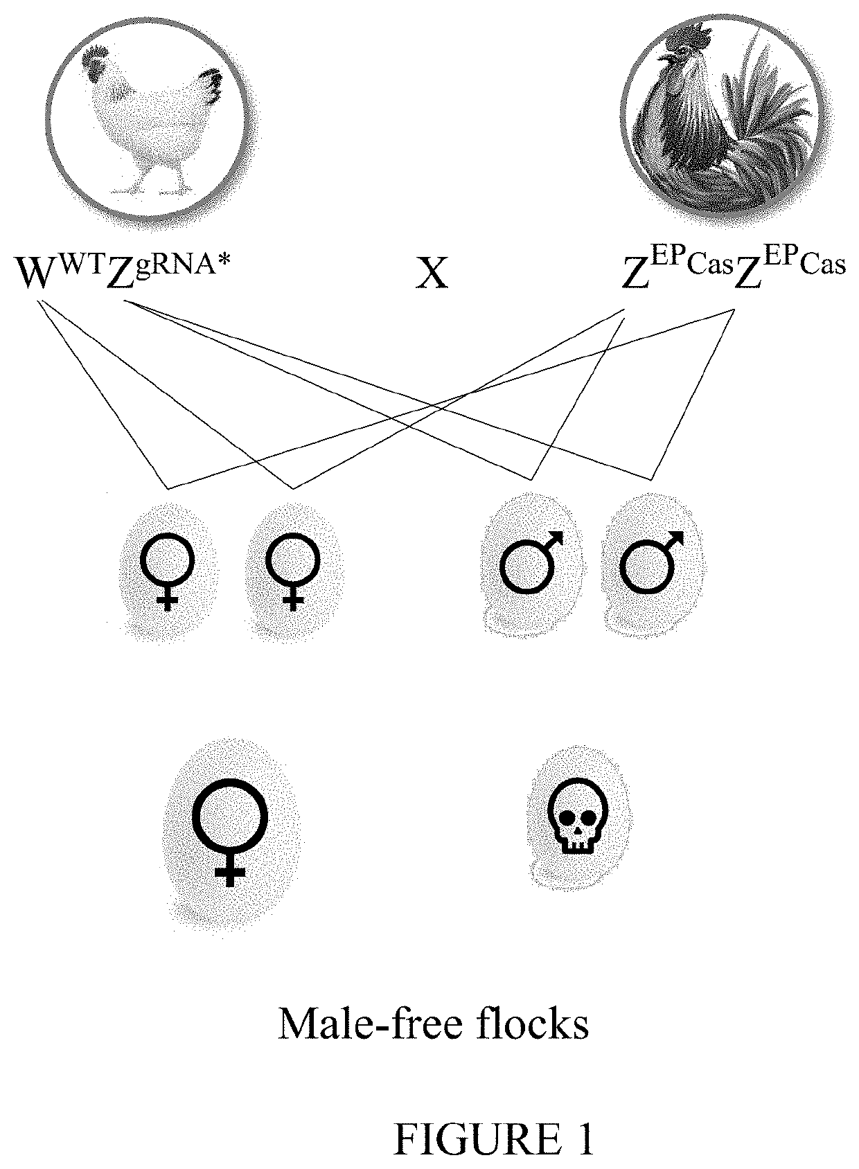 Methods for gender determination and selection of avian embryos in unhatched eggs