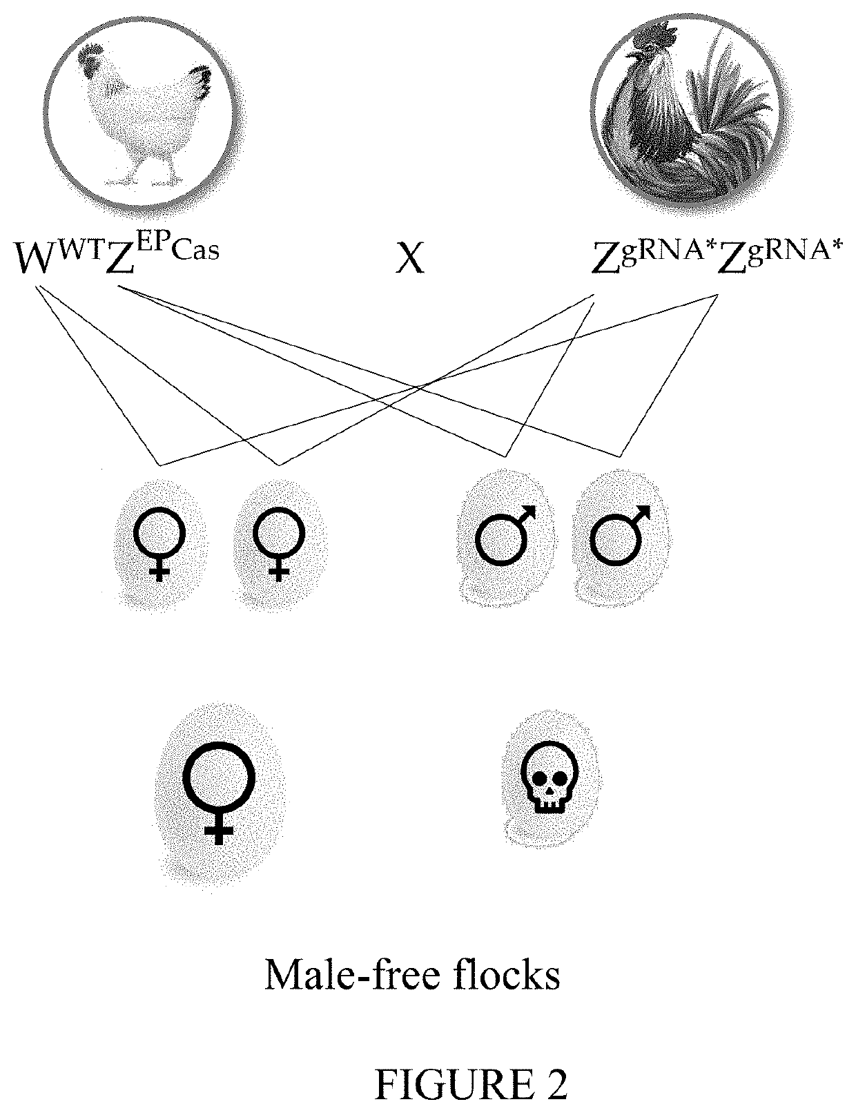 Methods for gender determination and selection of avian embryos in unhatched eggs