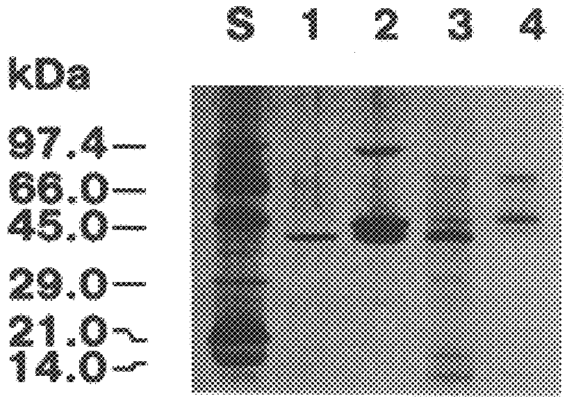 cDNA encoding a polypeptide including a hev ein sequence