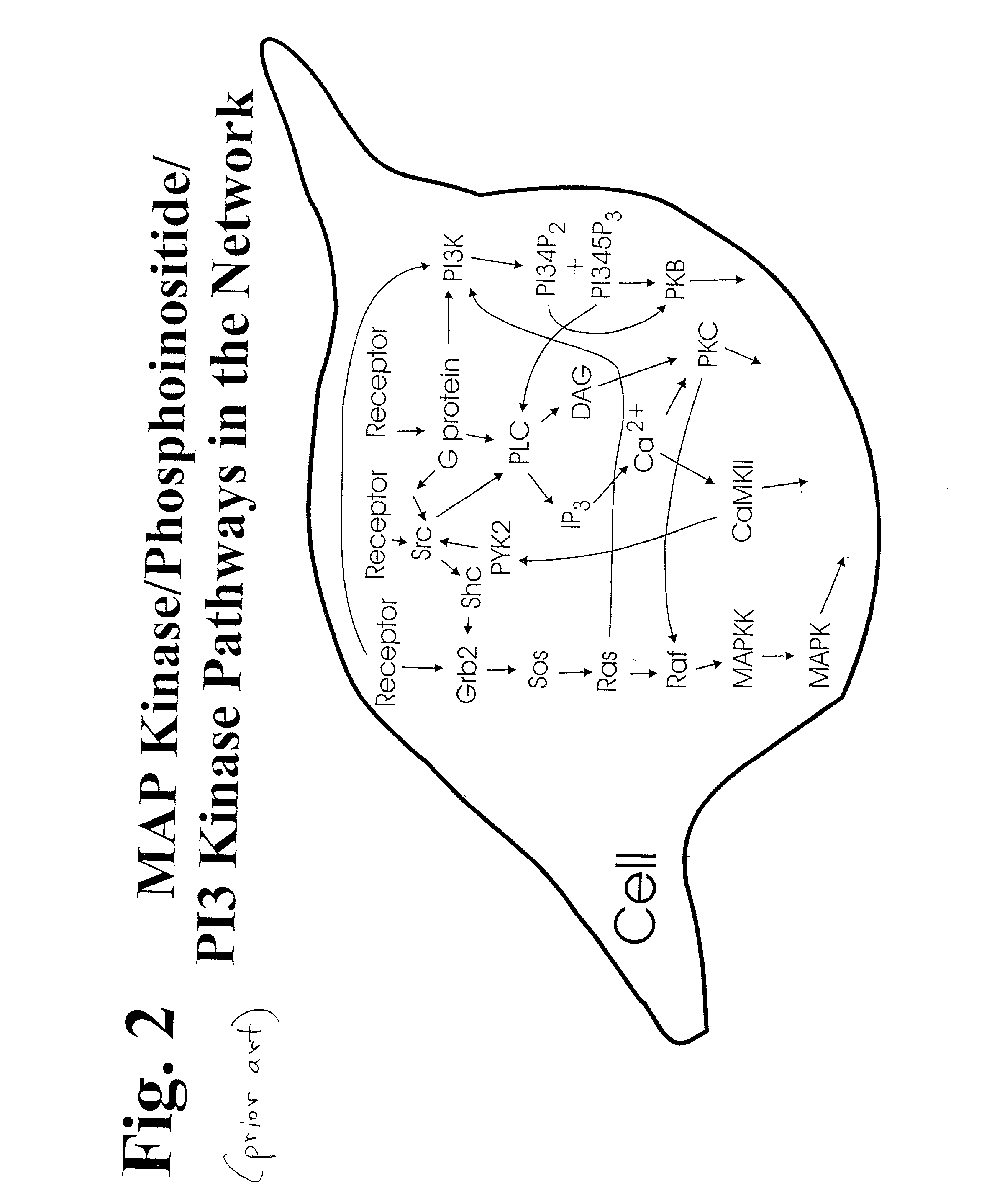 Method to measure the activation state of signaling pathways in cells