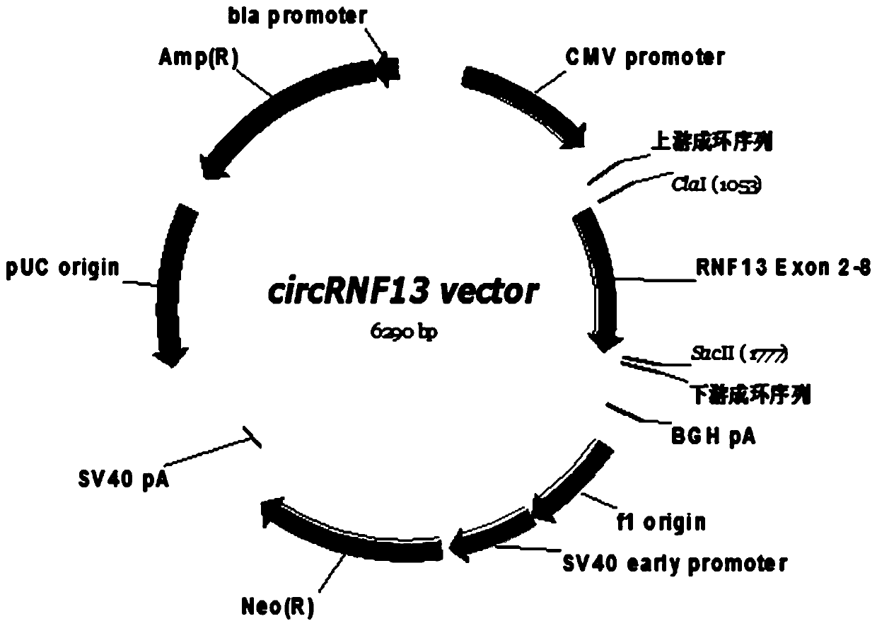 A eukaryotic expression vector expressing circular RNA