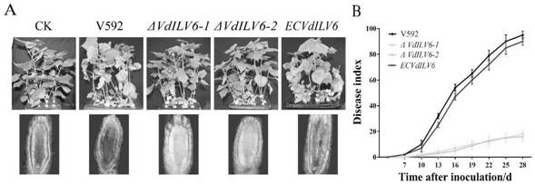 Application of VdILV6 gene in verticillium dahliae growth and development, pathogenicity and branched chain amino acid synthesis