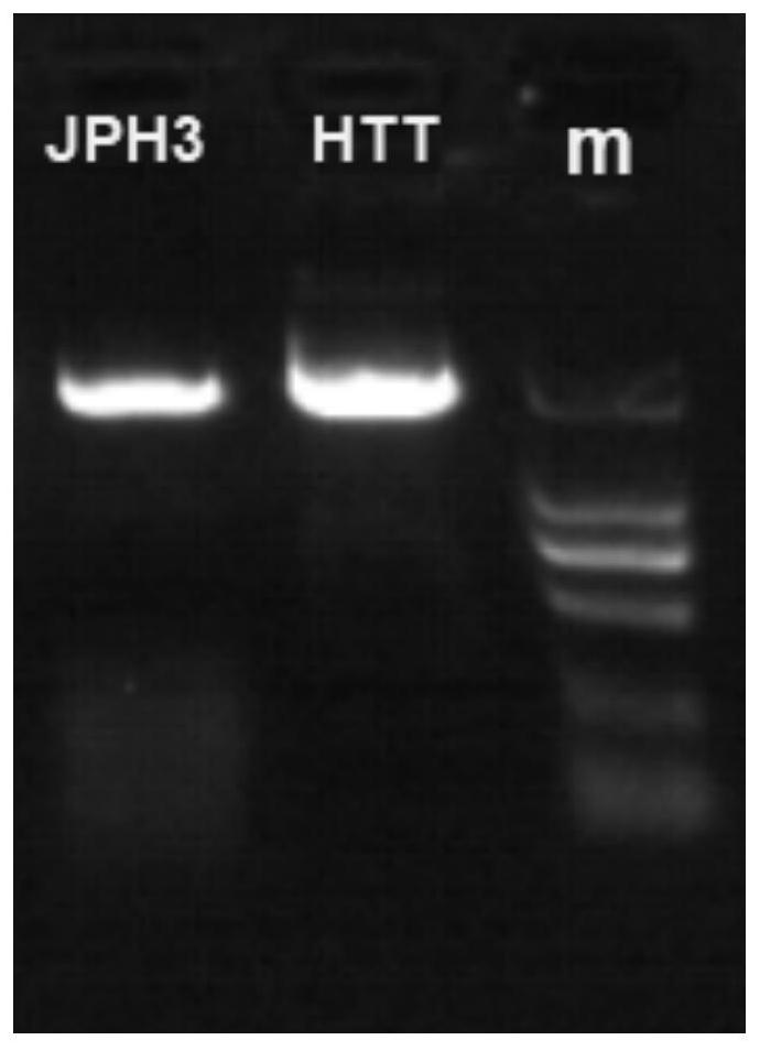 Detection primers, kits and methods for htt and jph3 genes