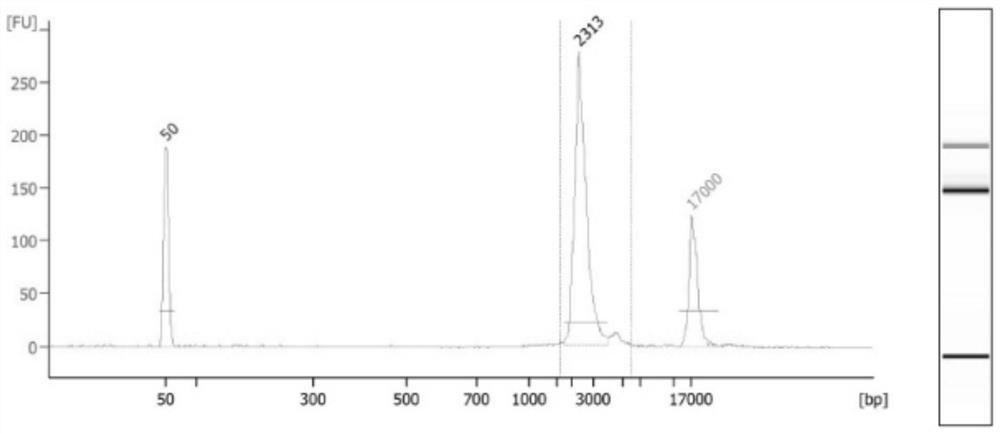 Detection primers, kits and methods for htt and jph3 genes