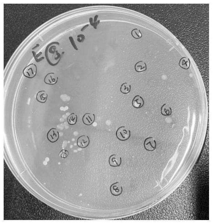 Method for screening and identifying antibiotic resistant bacteria