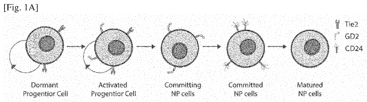 Differentiation inducer containing nucleus pulposus progenitor cell master regulator transcription factors, method for producing induced nucleus pulposus progenitor cells, and use of induced nucleus pulposus progenitor cells