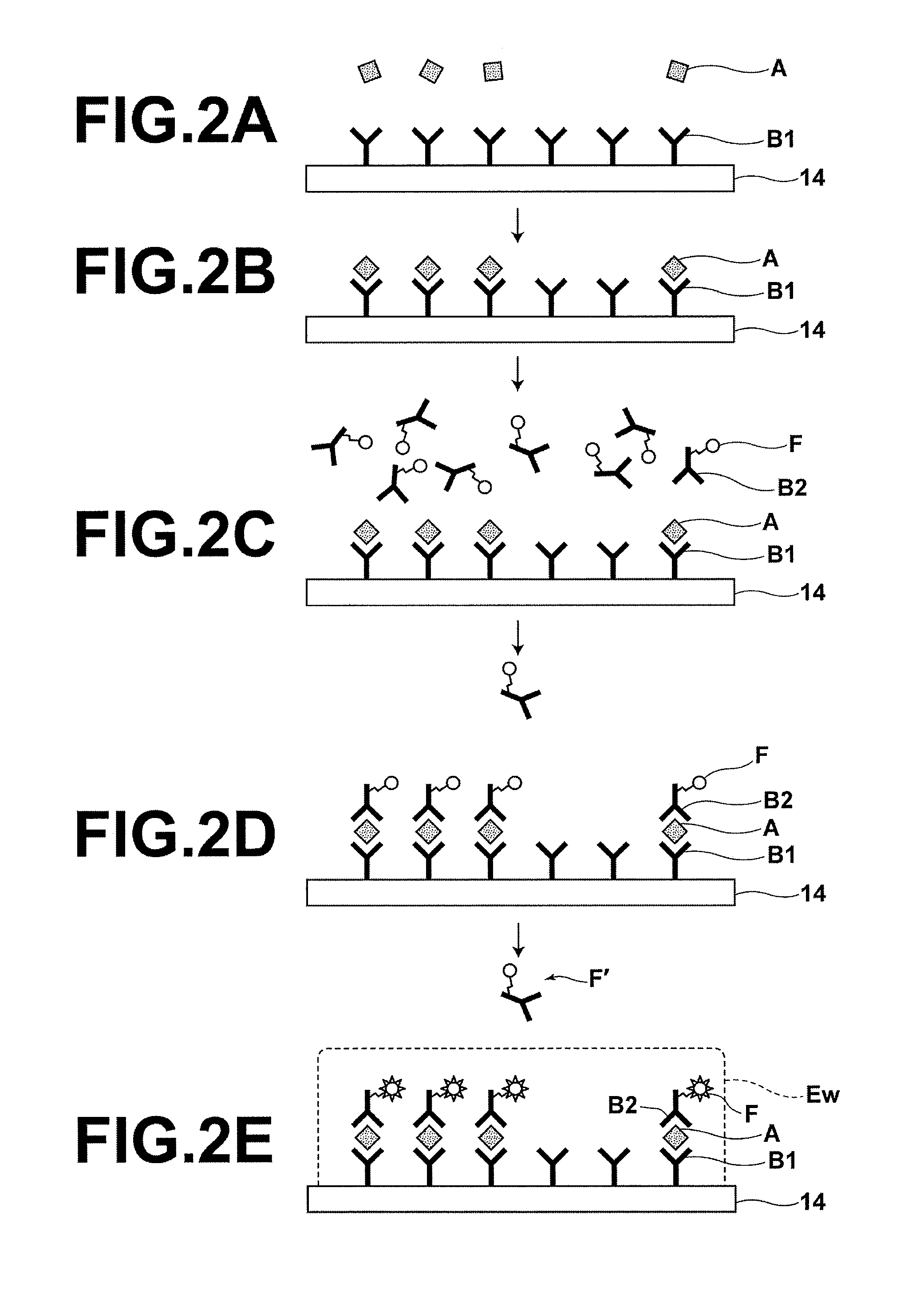 Fluorescence detecting method