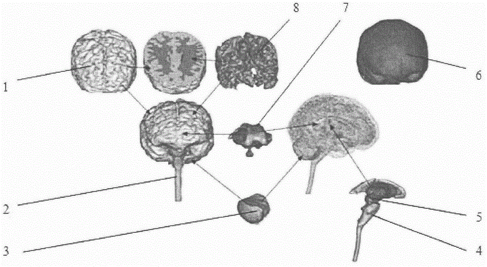 Finite element modeling method for human head for researching collision damage of automobile